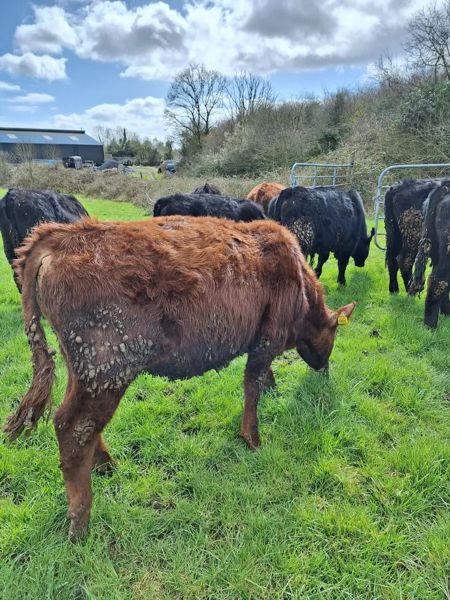 PB Angus heifers - Image 2