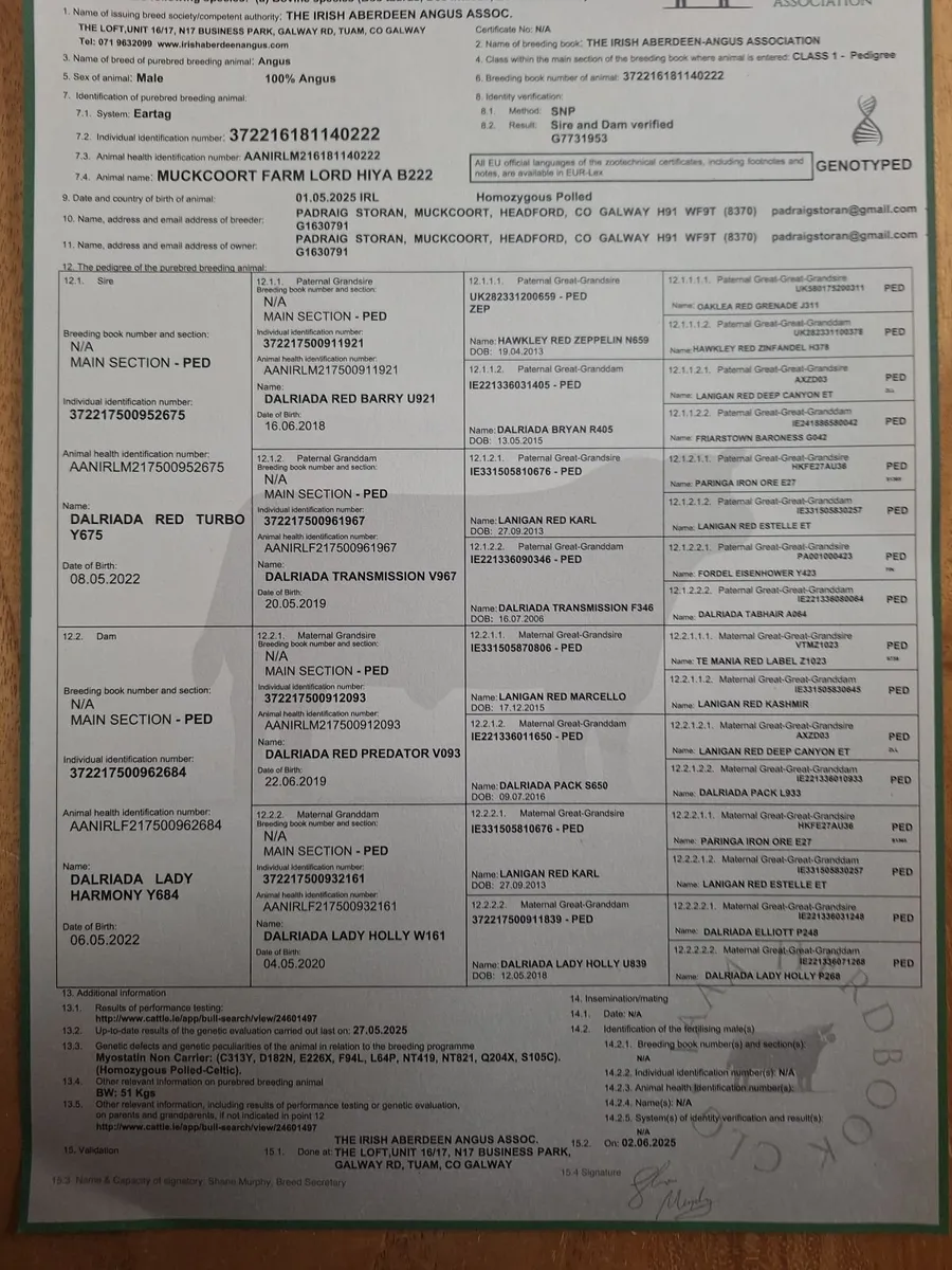 PB Angus bulls - Image 3