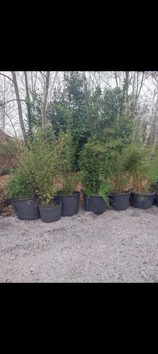 Bamboo plants - Image 4