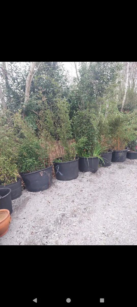 Bamboo plants - Image 1