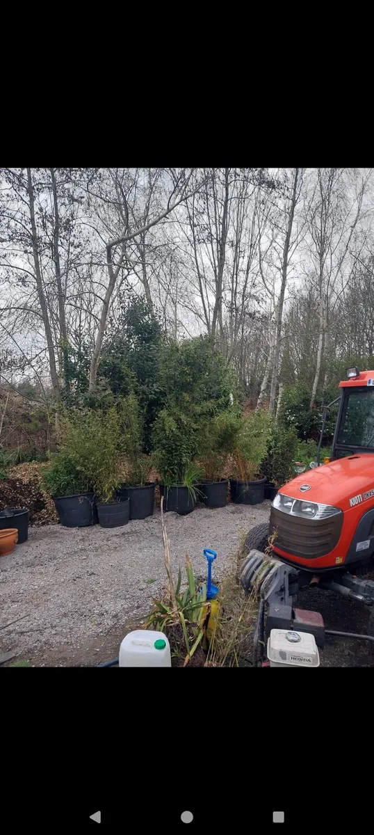 Bamboo plants - Image 3