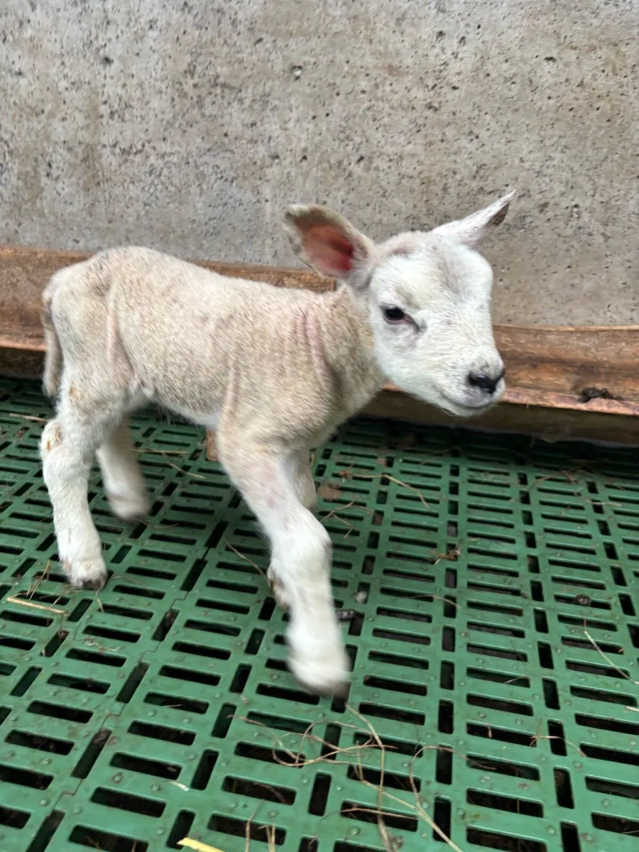 Pet lamb - Image 1