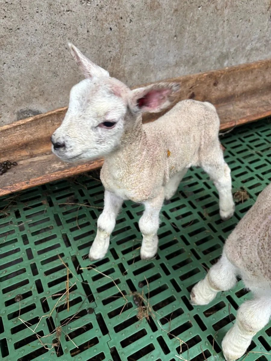 Pet lamb - Image 4