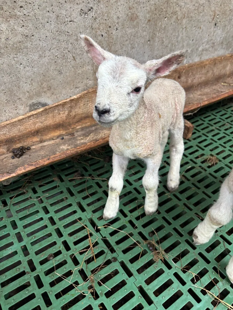 Pet lamb - Image 3