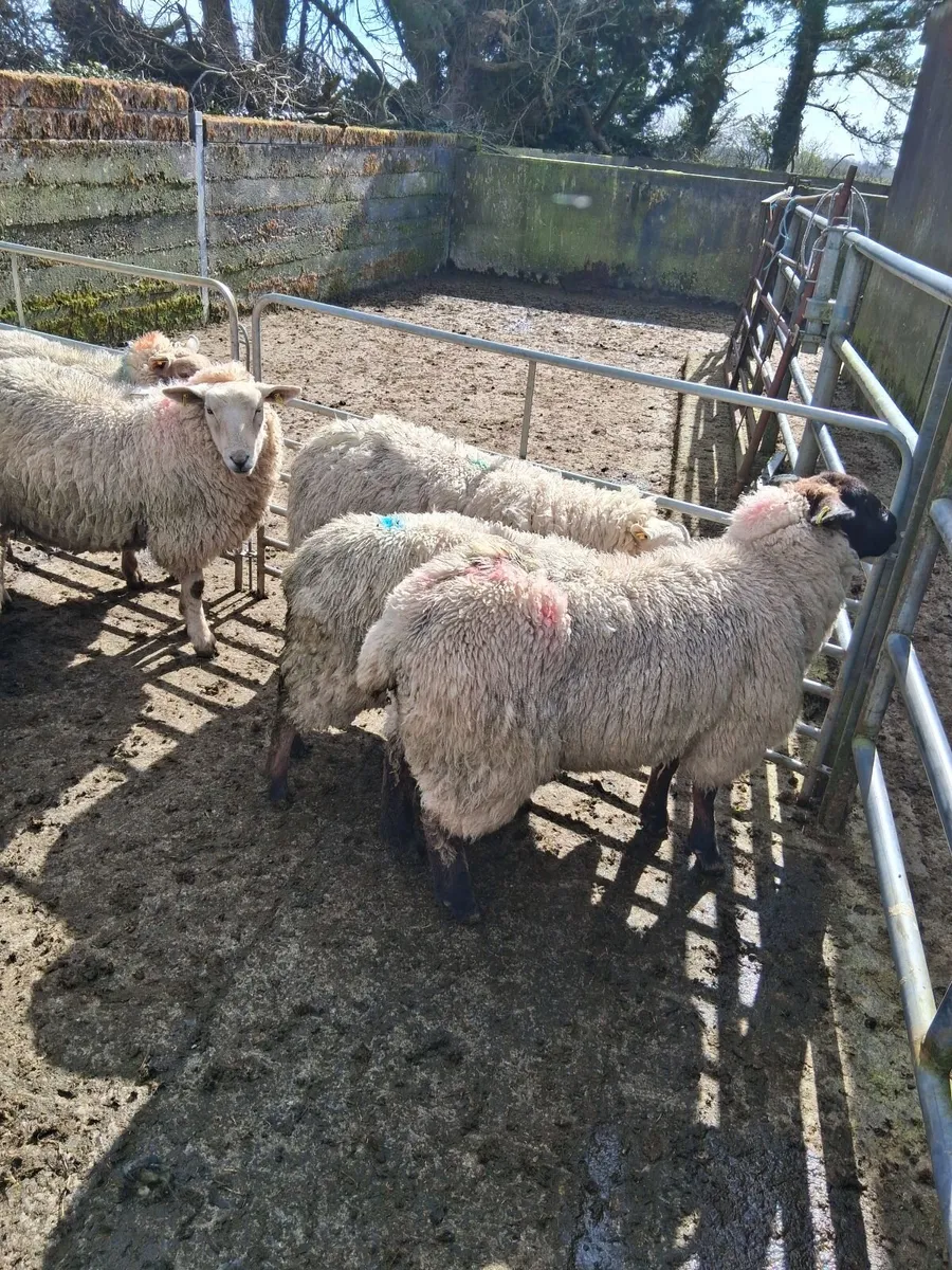 ewe lambs - Image 2