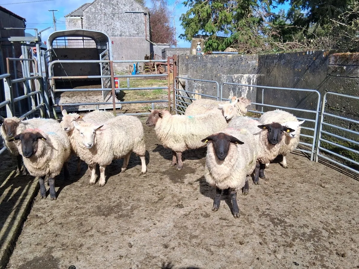 ewe lambs - Image 1