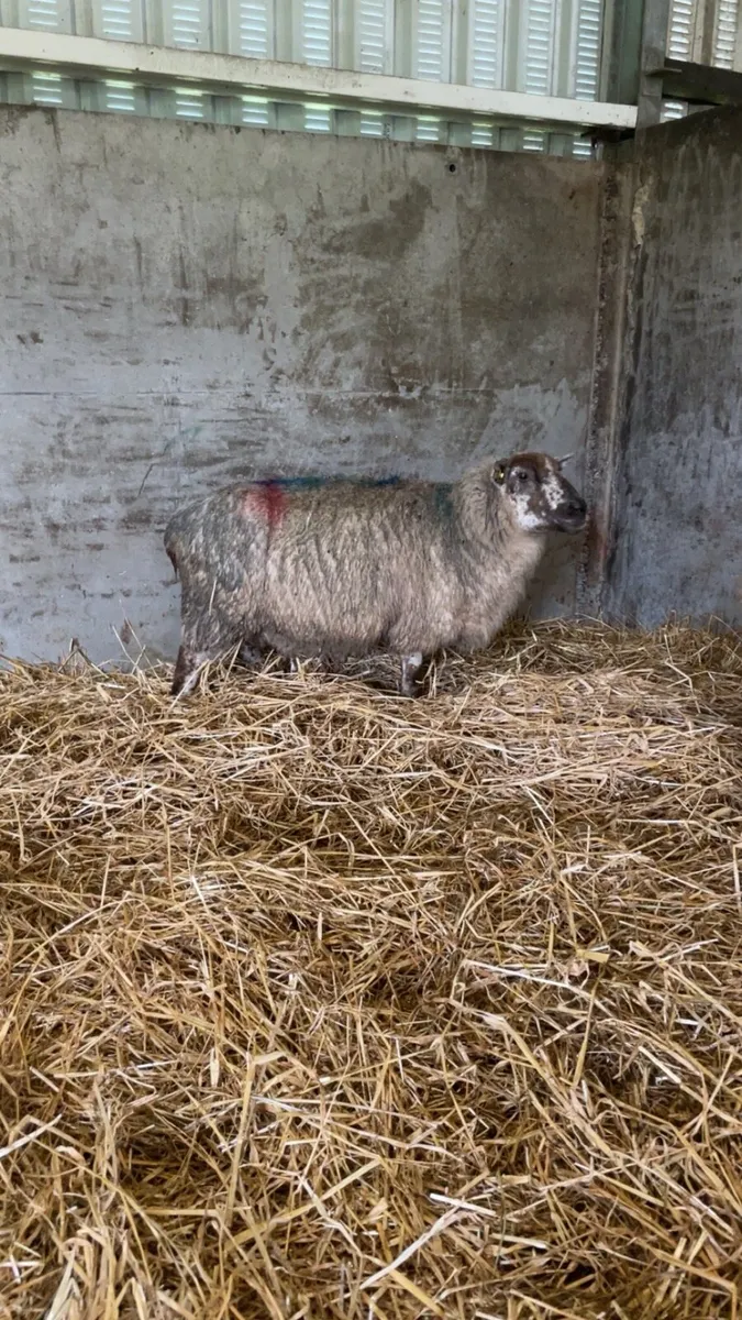 Foster ewe - Image 2