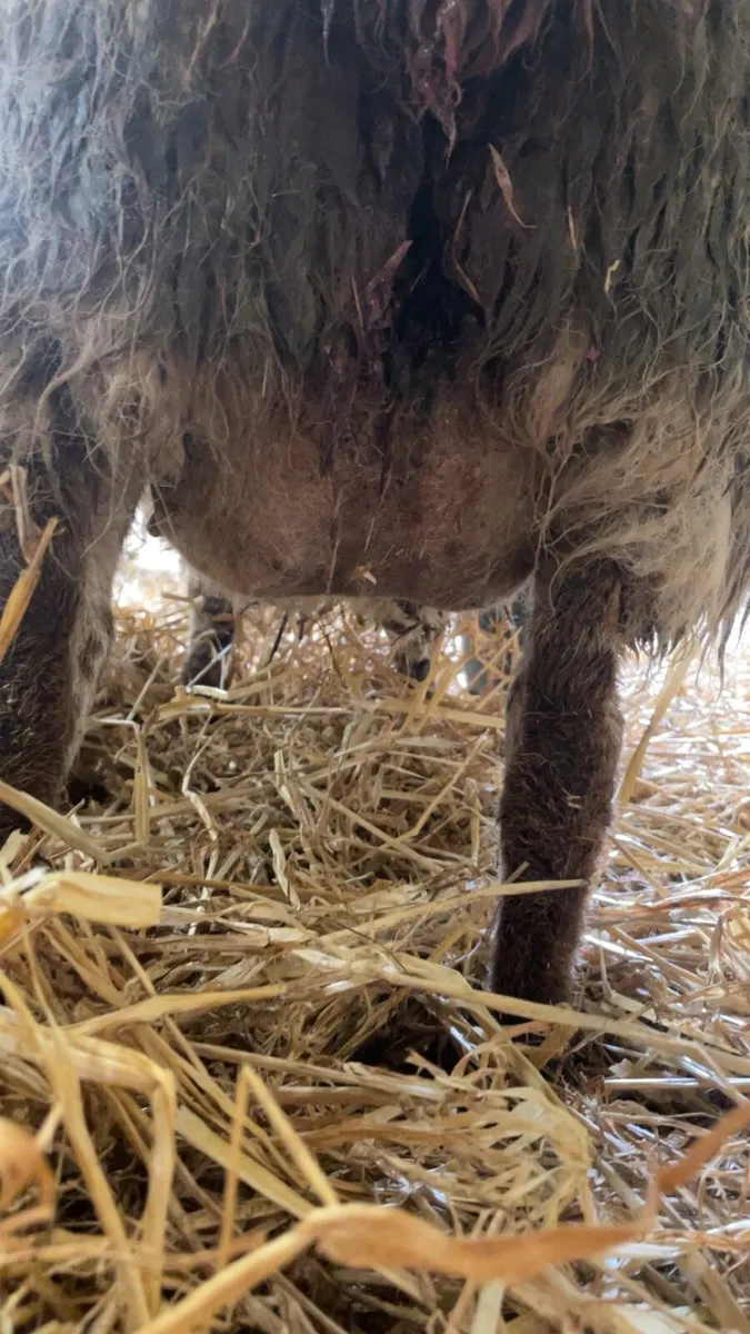 Foster ewe - Image 3