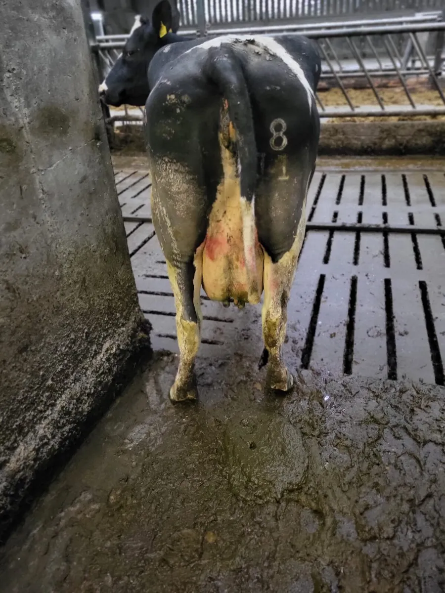 Cow for rearing calves - Image 2