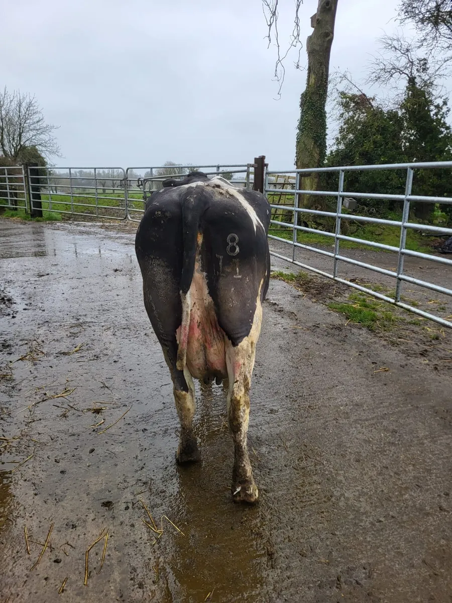 Cow for rearing calves - Image 3