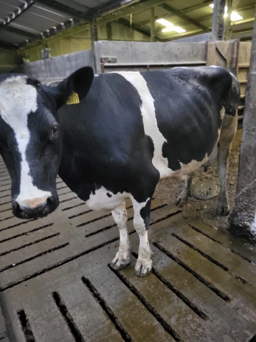 Cow for rearing calves - Image 4