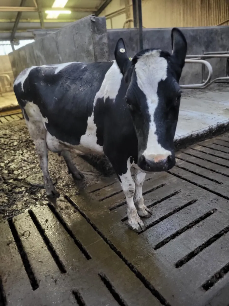 Cow for rearing calves - Image 1