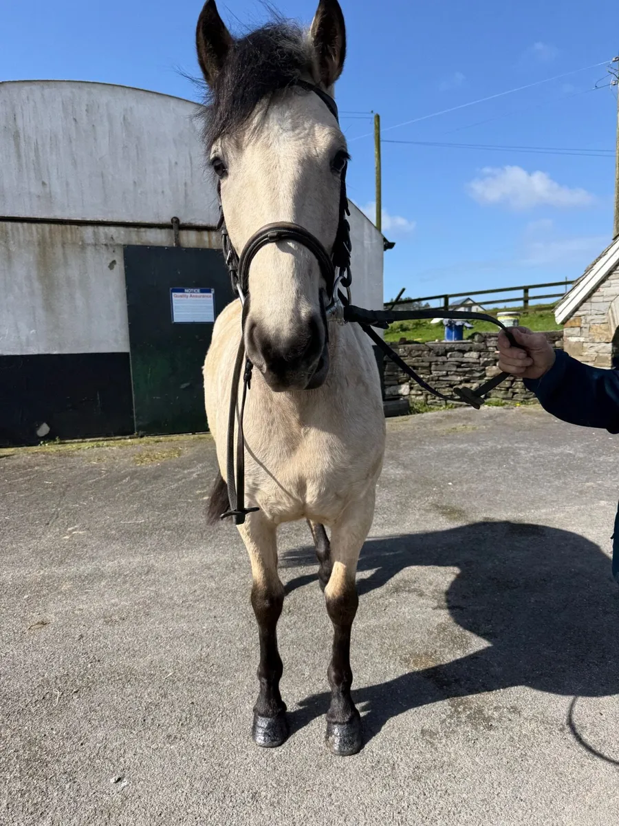 Connemara X Irish draft - Image 3