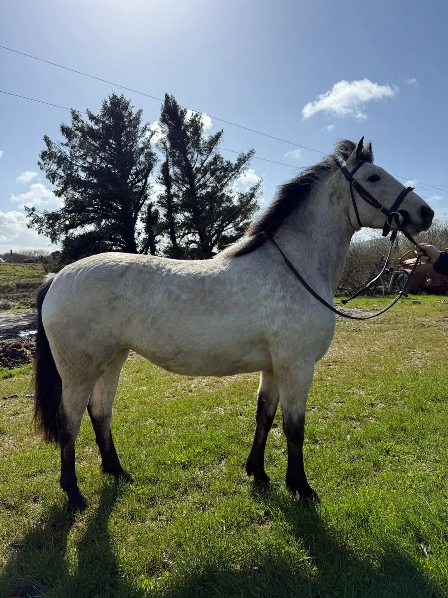 Connemara X Irish draft - Image 1
