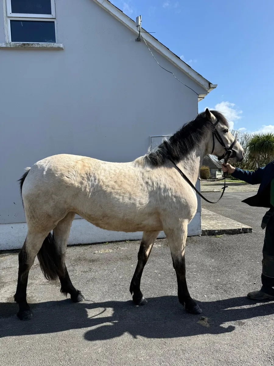 Connemara X Irish draft - Image 4