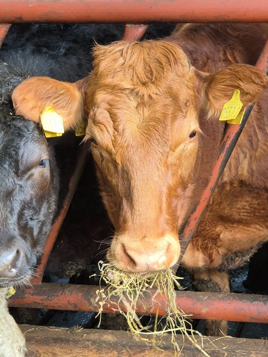 Limousin - breeding heifers - Image 2