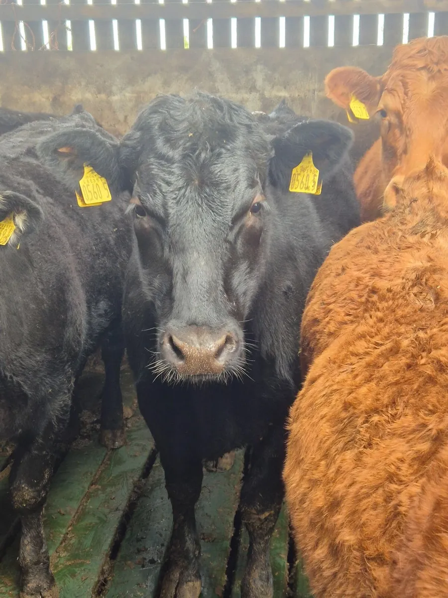 Limousin - breeding heifers - Image 3