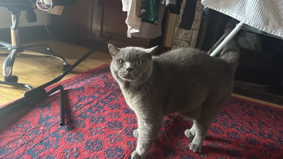 Cat for sale €500 - Image 1