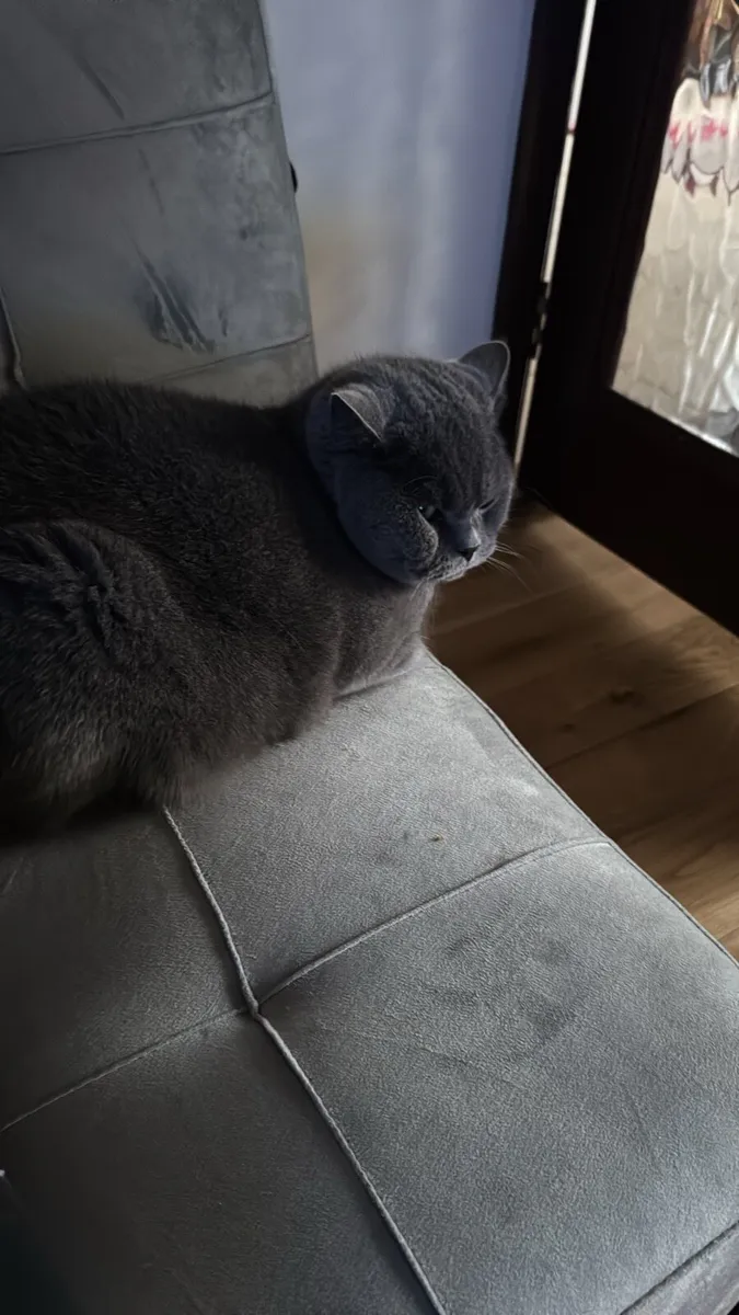 Cat for sale €500 - Image 2