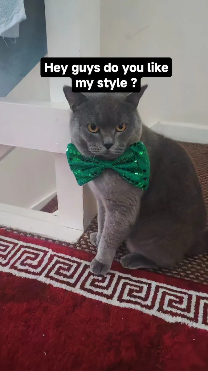 Cat for sale €500 - Image 3