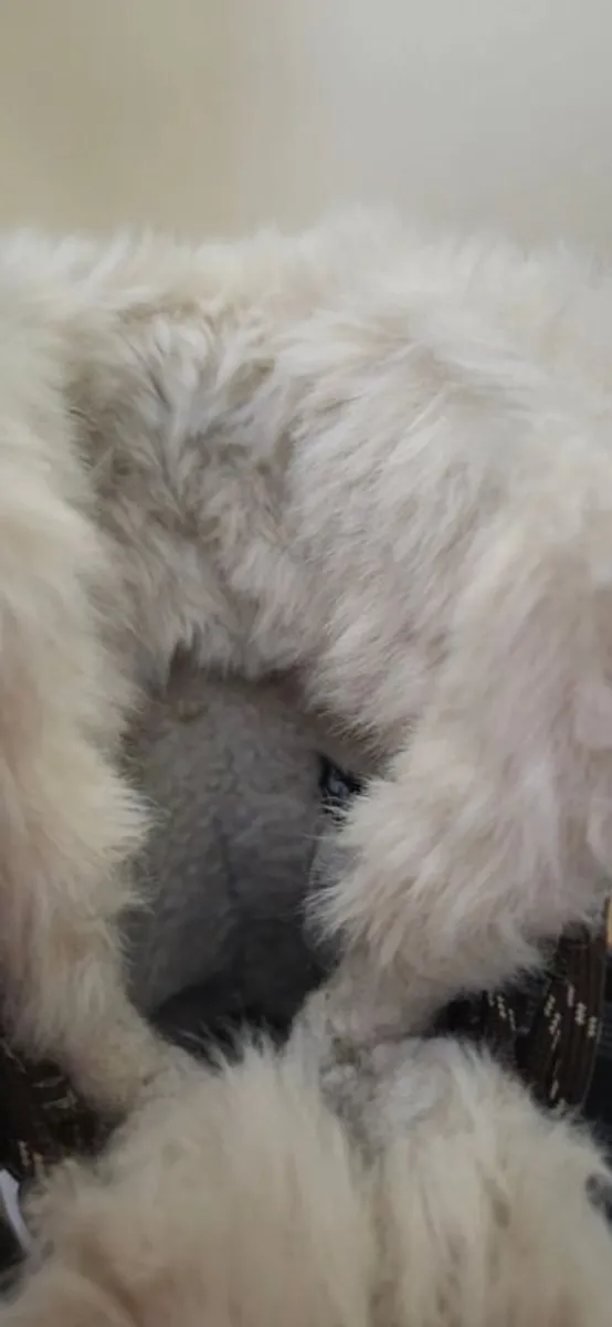 Winter boots ( size 39 ) - Image 4