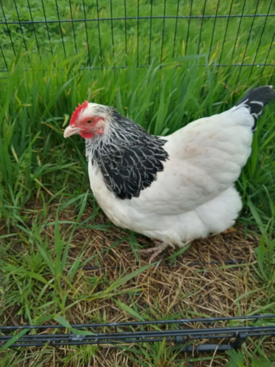 Light Sussex Bantams And Welsumer Bantams. - Image 1