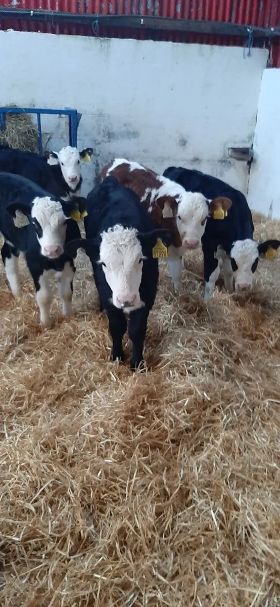 Whitehead calves for sale - Image 2