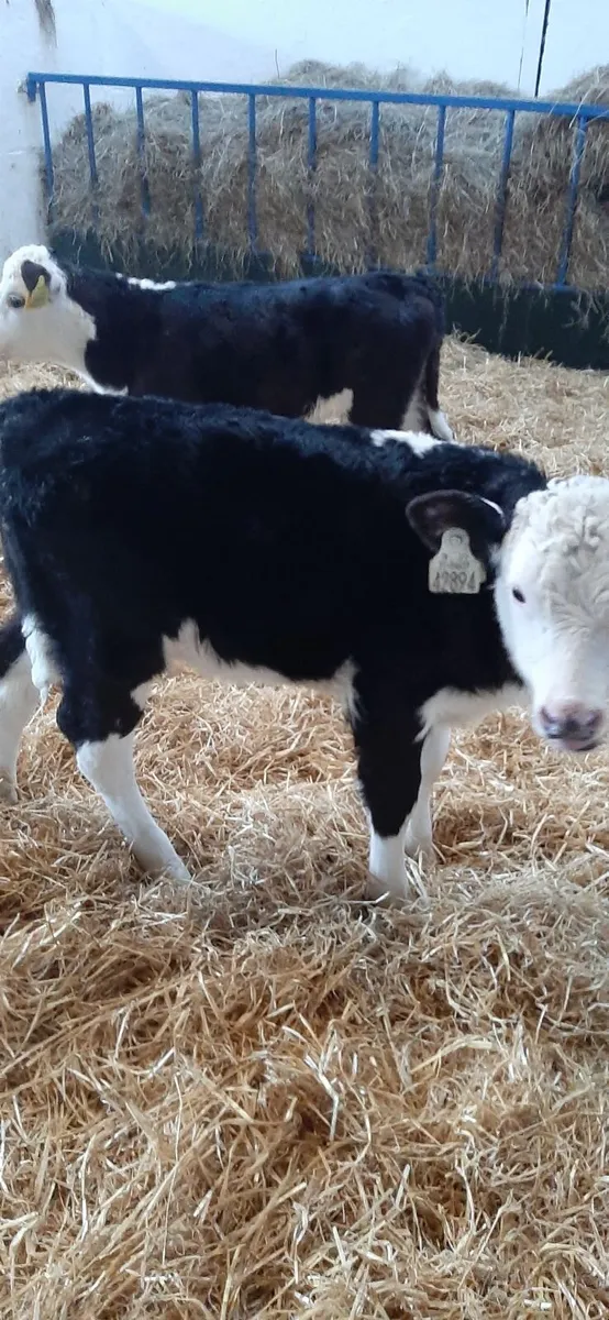 Whitehead calves for sale - Image 3