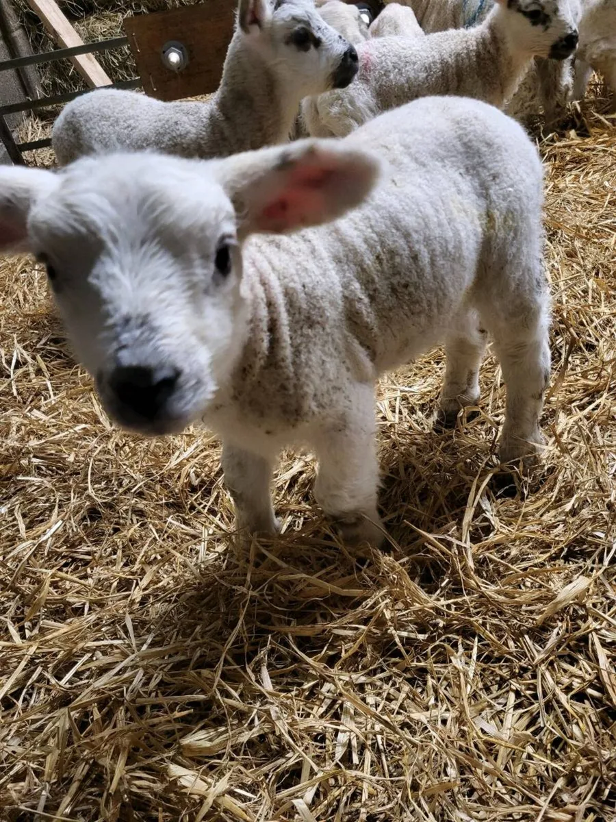 Pet Lambs - Image 1