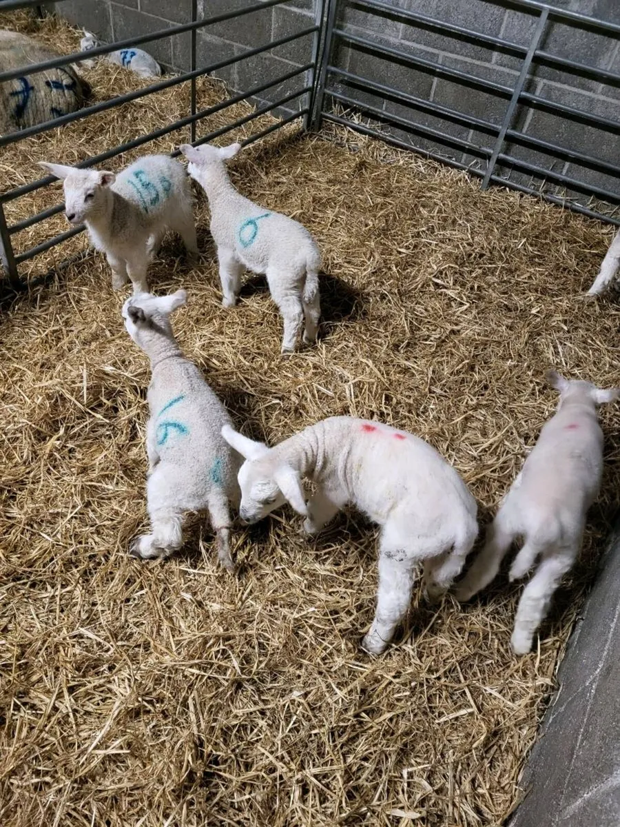 Pet Lambs - Image 2