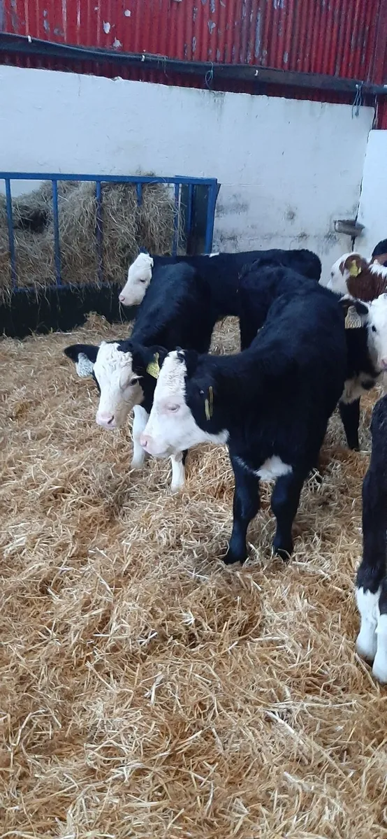 Whitehead calves for sale - Image 4