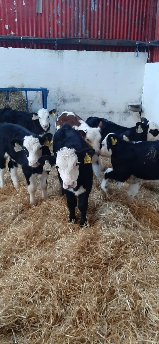 Whitehead calves for sale - Image 1