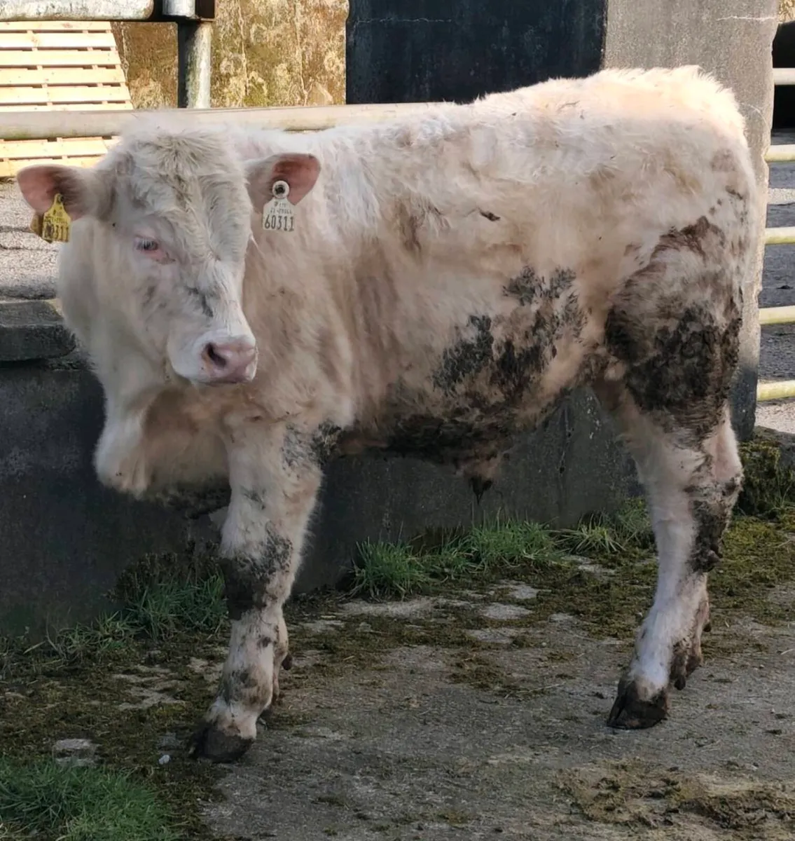 Ped Charolais Bull - SCEP eligible - Image 1