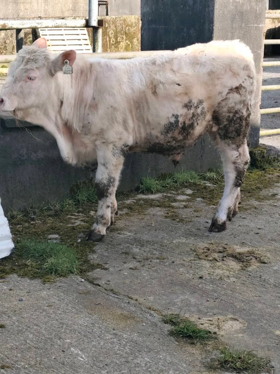 Ped Charolais Bull - SCEP eligible - Image 2