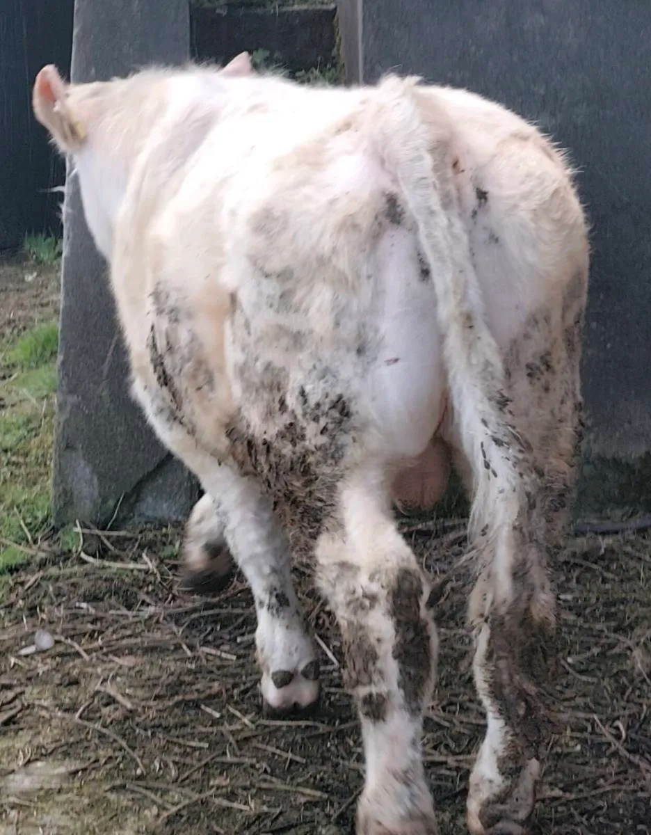 Ped Charolais Bull - SCEP eligible - Image 3