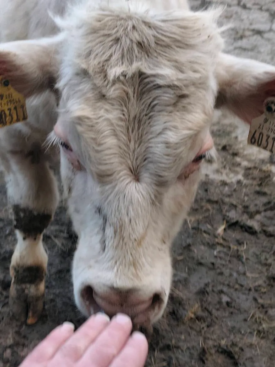 Ped Charolais Bull - SCEP eligible - Image 4