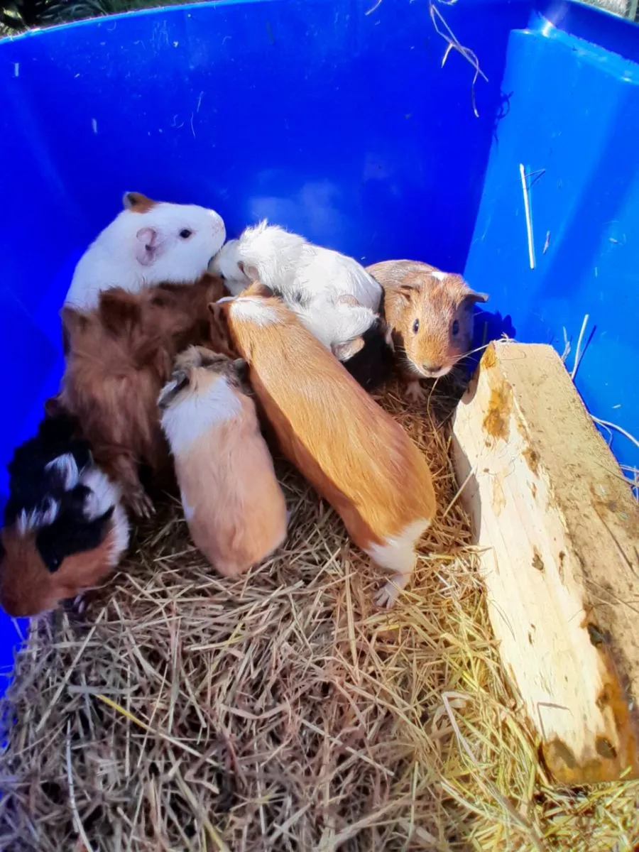 Guinea Pigs - Image 3