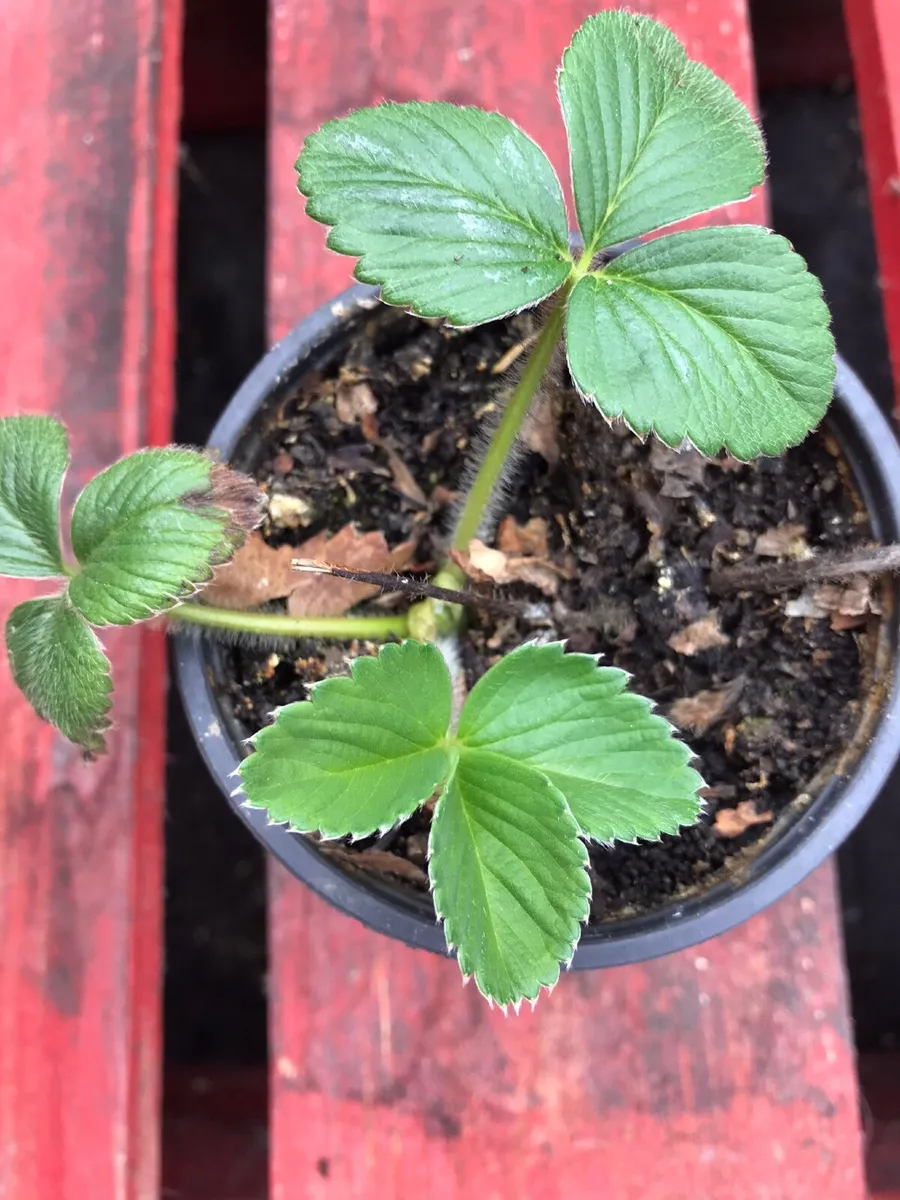 Alpine strawberry plants - Image 1