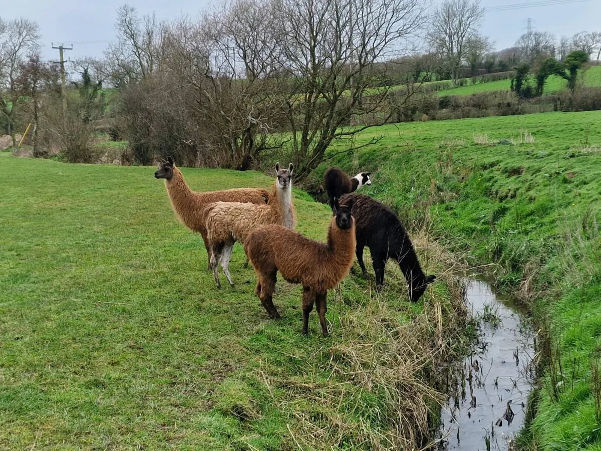 Llamas