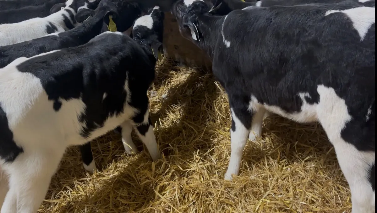 British Freisian Heifer Calves & Beef Calves - Image 1
