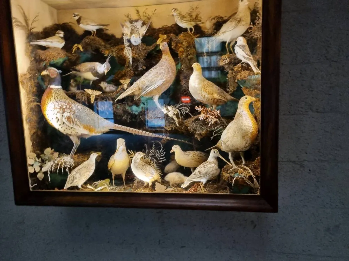 21 Bird Taxidermy Display (Circa 1937) - Image 4
