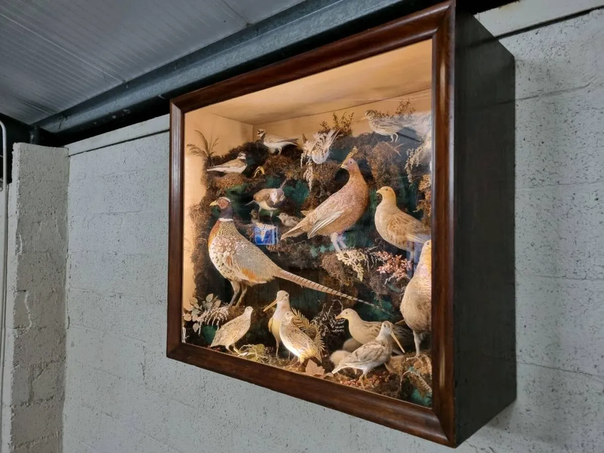21 Bird Taxidermy Display (Circa 1937) - Image 2