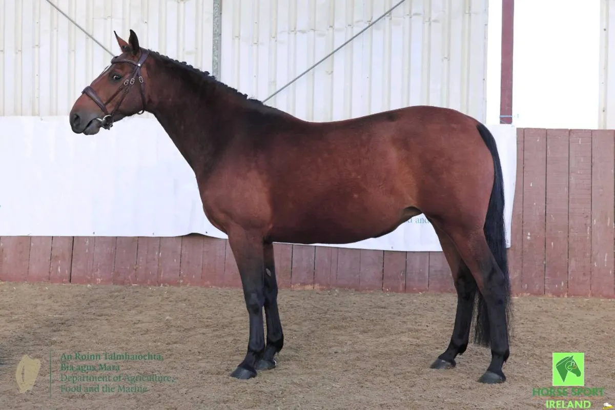 Wanted, recipient mares, a plus if in season