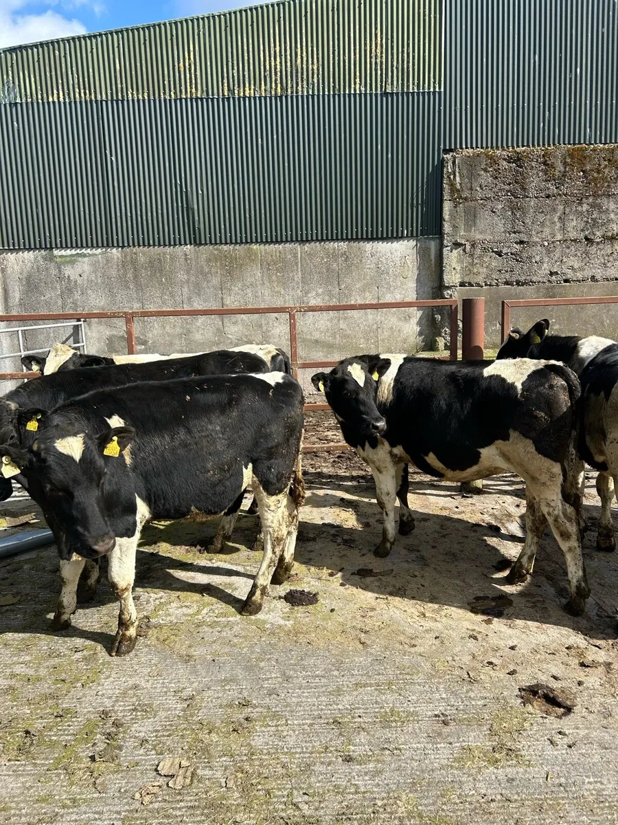Friesian Bullocks - Image 4