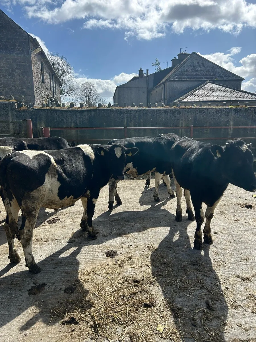 Friesian Bullocks - Image 1