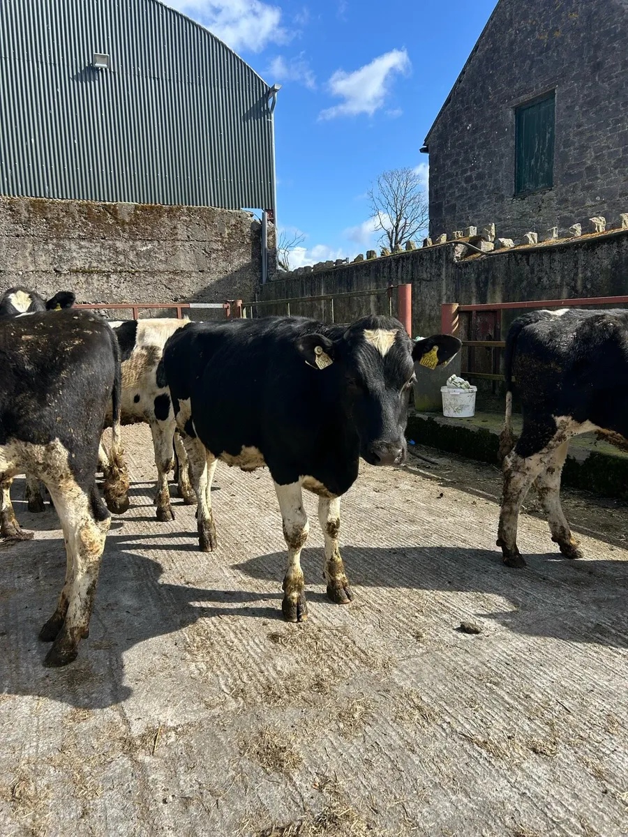 Friesian Bullocks - Image 1