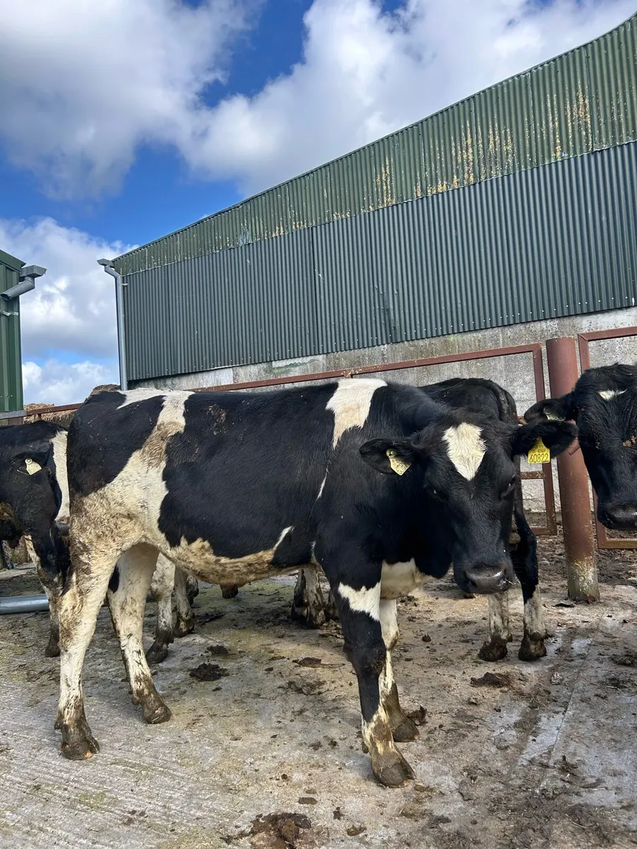 Friesian Bullocks - Image 2
