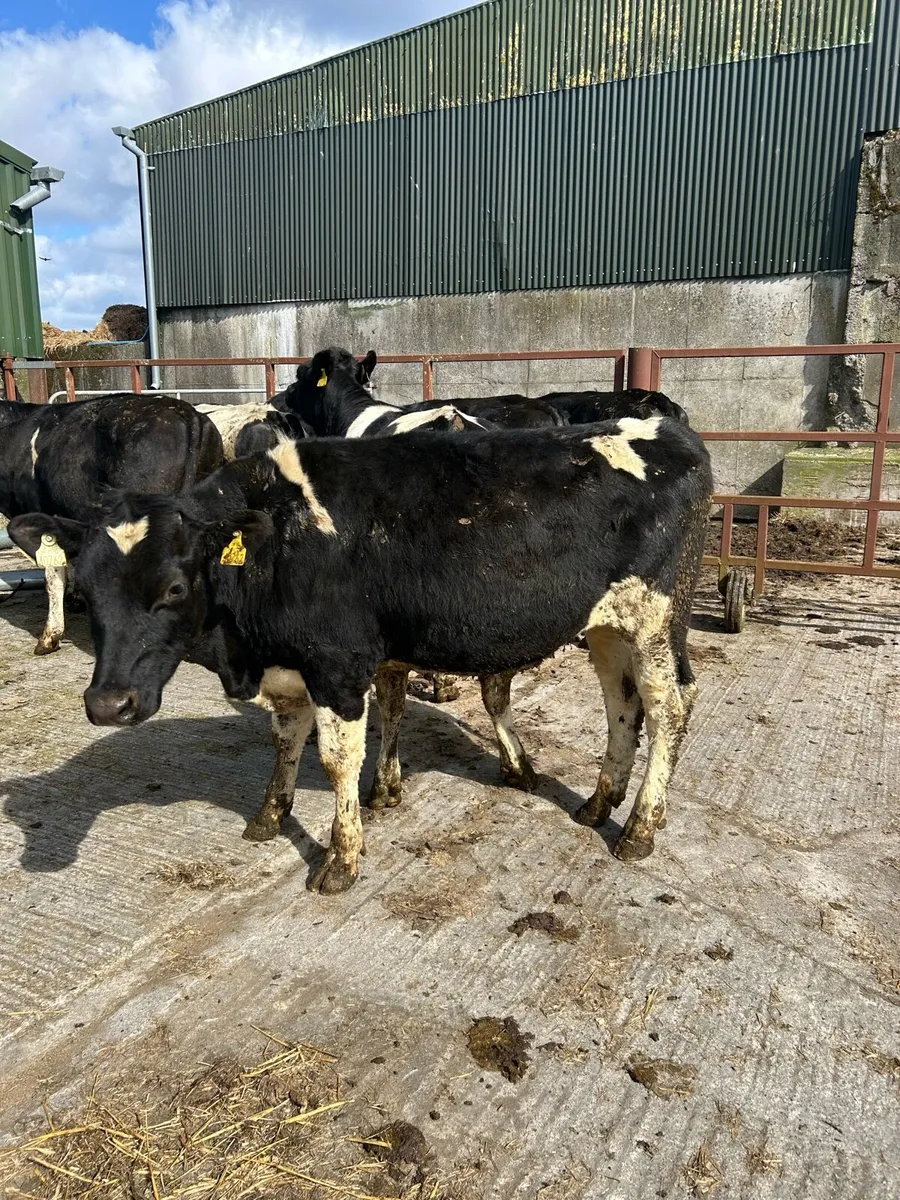 Friesian Bullocks - Image 3