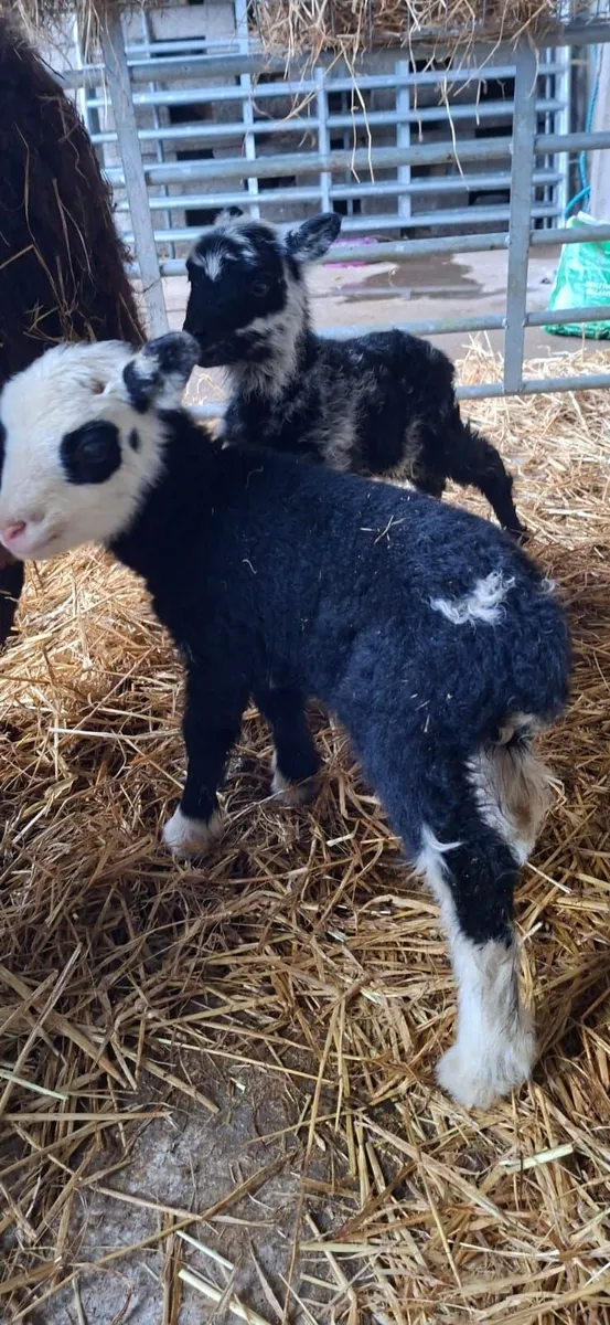 Rare breedSheep(Torddu Badger,Black Welsh,Shetland - Image 3