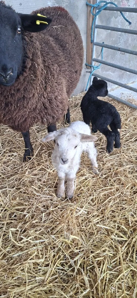 Rare breedSheep(Torddu Badger,Black Welsh,Shetland - Image 4